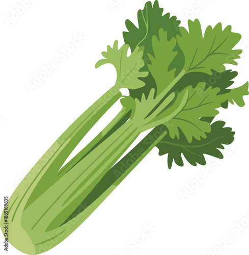 Celery illustration, fresh green stalks, leafy top, vegetable drawing, organic produce, healthy food, botanical art, nutrition, cooking ingredient, farming