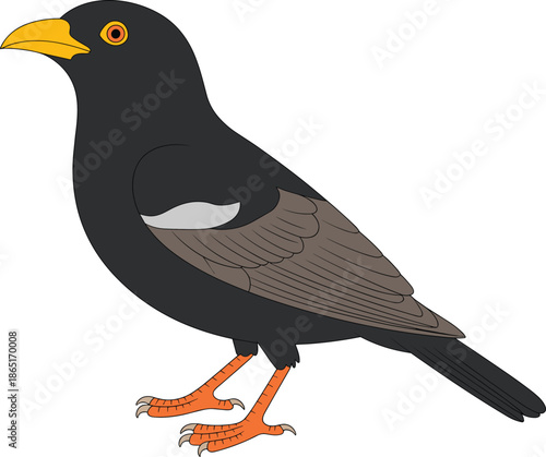 Black bird illustration isolated on white background, common myna songbird artwork for wildlife, nature, avian identification, education, design concept use