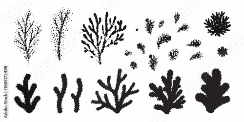 Collection of black and white botanical illustrations depicting various plant forms