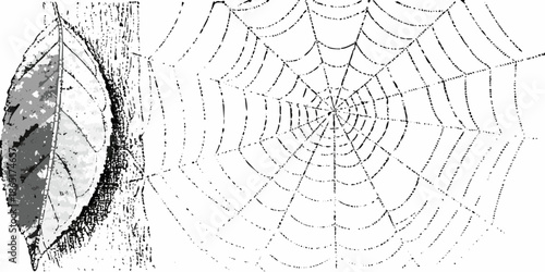 A delicate spiderweb spun between a leaf and a tree trunk