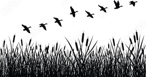 Flying bird silhouettes over wild reeds and cattails creating peaceful wetland nature scene in minimal black and white style