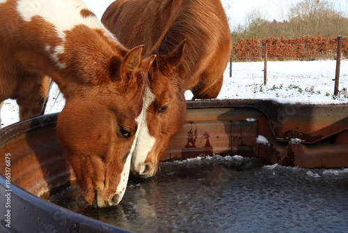 Two brown horses drink from the frozen ice water. Winter concept.