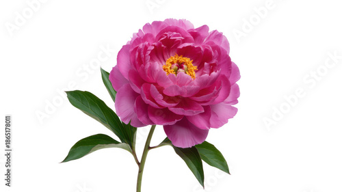 Pink Peony Flower with Green Leaves plant isolated on a transparent background