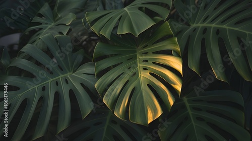 A dramatic close up photograph of overlapping monstera deliciosa leaves with one leaf highlighted by warm sunlight shining through the holes and tears in the foliage creating a beautiful