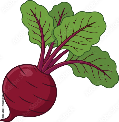 Red beetroot vegetable with green leafy stems and leaves