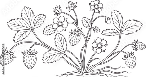 Detailed hand drawn botanical of strawberry plant with flowers and fruits handdrawn