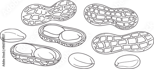 Hand drawn line featuring peanuts in shells and unshelled