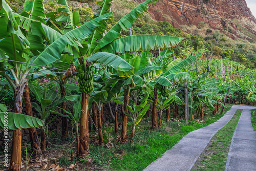 Banana farm. A banana plantation with paths at the bottom of a large cliff