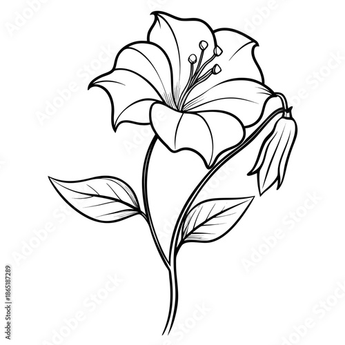  campanula rotundifolia line art flower