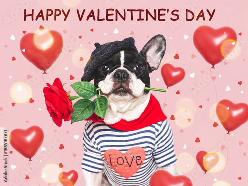 Happy Valentine's Day. Cute puppy and congratulatory inscription. Close-up, indoors. Studio shot. Congratulations for family, relatives, loved ones, friends and colleagues. Pets care concept