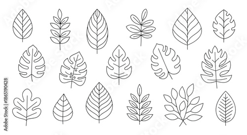 Comprehensive set of various leaf outline drawings showcases a wide range of botanical shapes and species in a clean minimalist black and white style.