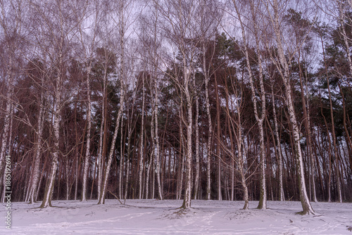 
winter snow-covered forest edge near the lake