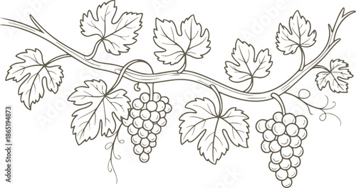 Hand drawn vine branch with grapes and leaves in monochrome line style