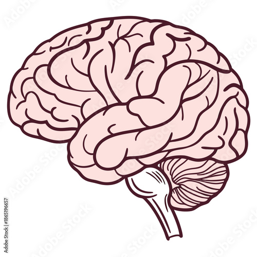 Detailed illustration of a human brain showcasing its complex structure and lobes a striking silhouette