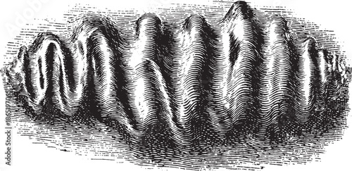 Black and white vintage illustration of a shell. Detailed vector set showcasing natural texture and shape.