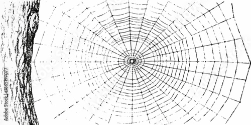 A detailed illustration of a spiderweb spanning from a tree trunk