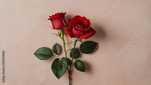 red rose on a wooden color background