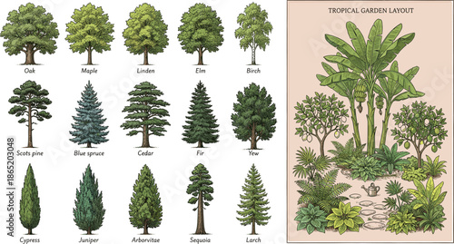 Hand drawn tree species illustration set with tropical garden layout, botanical forest elements, evergreen and deciduous trees, landscape design reference, vintage nature artwork