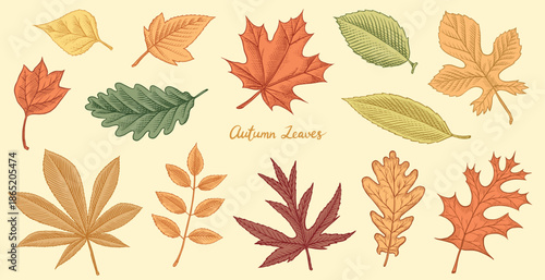 Autumn leaves. Fall season different tree foliage, oak and linden, aspen, ash, maple yellow and red hand drawn, engraved branches in old vintage style