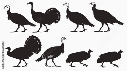 A collection of detailed turkey illustrations showcasing various poses and displaying a striking black silhouette