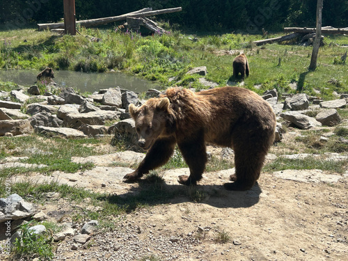 ours brun