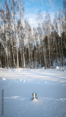 winter landscape with trees and snow and a cedar sprout in the snow