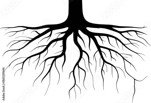 Black silhouette of a tree root system spreading outwards a white roots