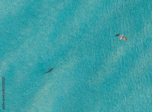 Shark swimming in shallow water in Miami Beach by drone