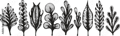 Variety of wheat and grain plants in black and white illustration