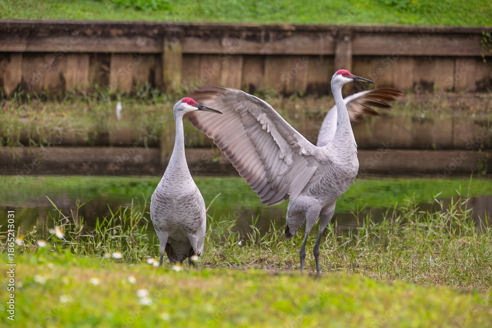Fototapeta premium The powerful motion of a sandhill crane’s wings is captured mid-movement in Tampa, Florida, showcasing strength and grace in perfect balance. Each wingbeat reveals detailed feathers and raw energy as 