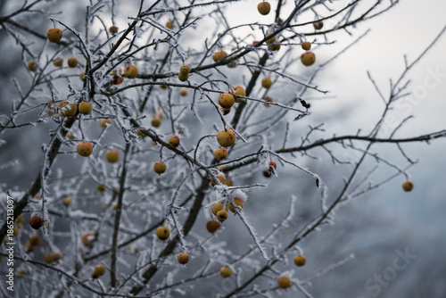 Forgotten apples in a frost-covered apple tree in winter