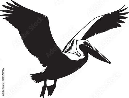 Black and white pelican flying with wings spread wide and beak pointed forward also transparent background