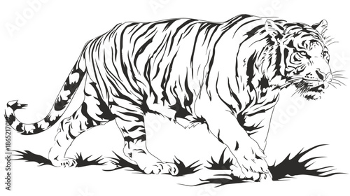 Majestic tiger walking, black and white line art illustration. Detailed wild predator, big cat vector drawing for design.