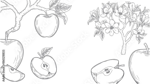 Black and line of apples and apple tree branches