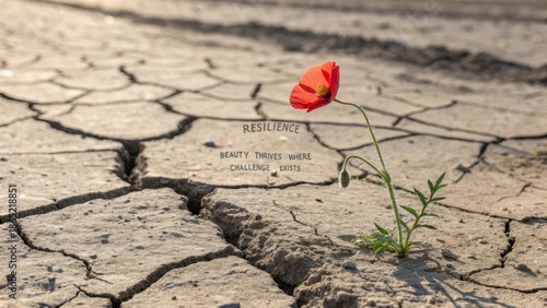 A solitary vibrant red poppy blooming defiantly from cracked dry earth, symbolizing resilience and hope against adversity