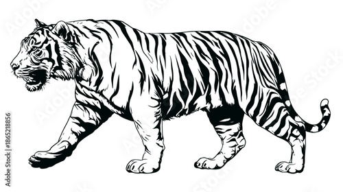 Majestic Black and White Tiger Illustration Walking with Powerful Strides. Detailed Big Cat Drawing, Predatory Mammal Vector Art