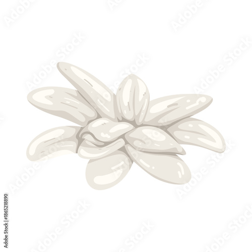 Illustration of Edelweiss Flower