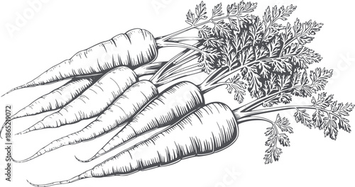 Detailed black and line of carrots with leafy greens vegetable vegetables