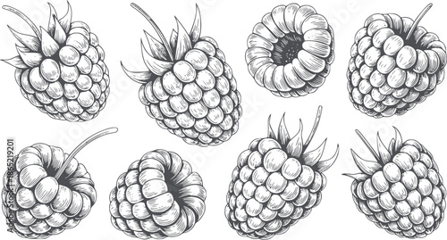 Detailed black and line of raspberries in various stages