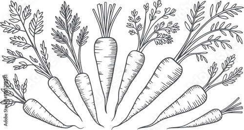 Detailed black and line of various carrots with leaves