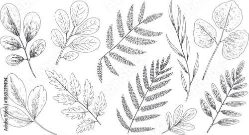 Detailed monochrome leaves collection with various shapes and outlines