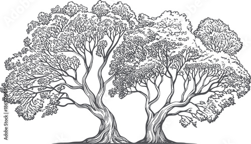 Detailed monochrome of a large sprawling tree with intricate branches