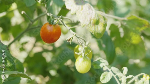 Wallpaper Mural Close up of ripening red and green cherry tomatoes on a vine in a sunny garden. Fresh organic vegetable growing outdoors with no people. Summer agriculture and healthy food with blurred background. Torontodigital.ca