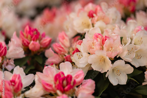 Fotografia A rhododendron with pastel cream and pink flowers of the 'Percy Wiseman' variet