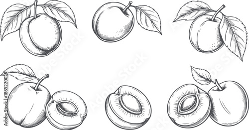 Six detailed apricots with leaves and pits in monochrome line
