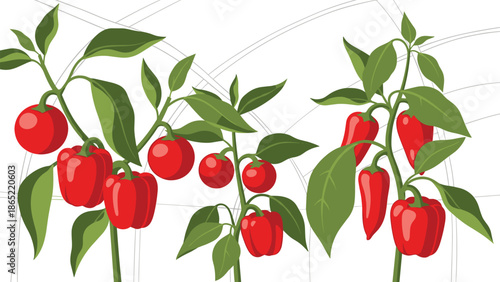 Lush pepper plants displaying vibrant red bell peppers and pointed chili peppers growing in a cultivated environment, showcasing harvest.