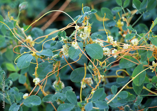 Quadro su tela The parasitic plant field dodder (Cuscuta campestris) grows among crops