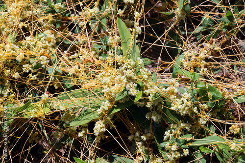 Quadro su tela The parasitic plant field dodder (Cuscuta campestris) grows among crops