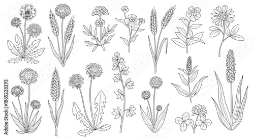 Collection of various hand drawn botanical illustrations of wild flowers herbs and grasses in a sketchy vintage style drawing.