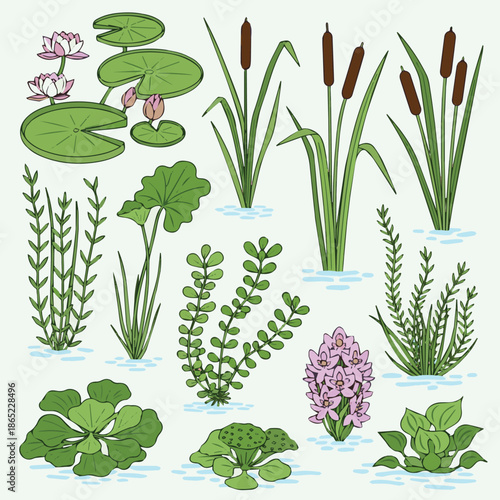  Create a vector graphic of various aquatic plant vector illustration